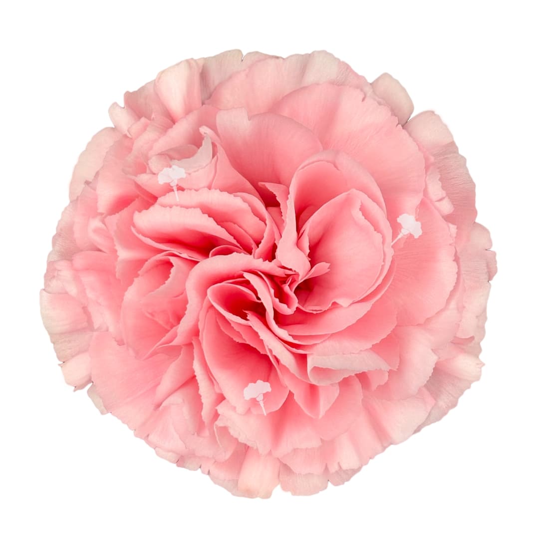 Carnation